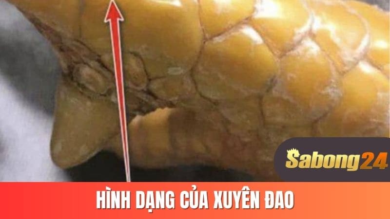 Hình dạng của xuyên đao