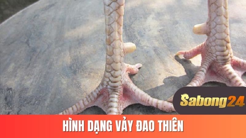 Hình dạng vảy đao thiên Hình dạng vảy đao thiên