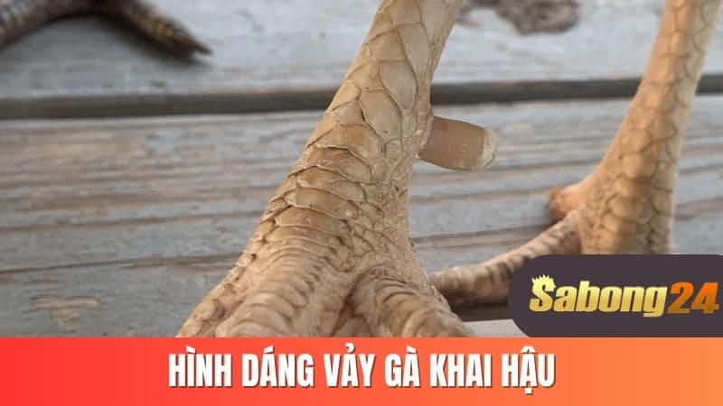 Hình dáng vảy gà khai hậu