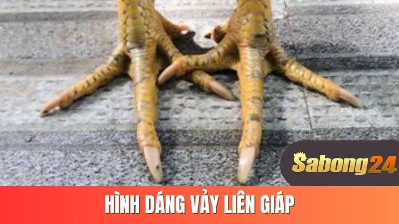 Hình dáng vảy liên giáp Hình dáng vảy liên giáp