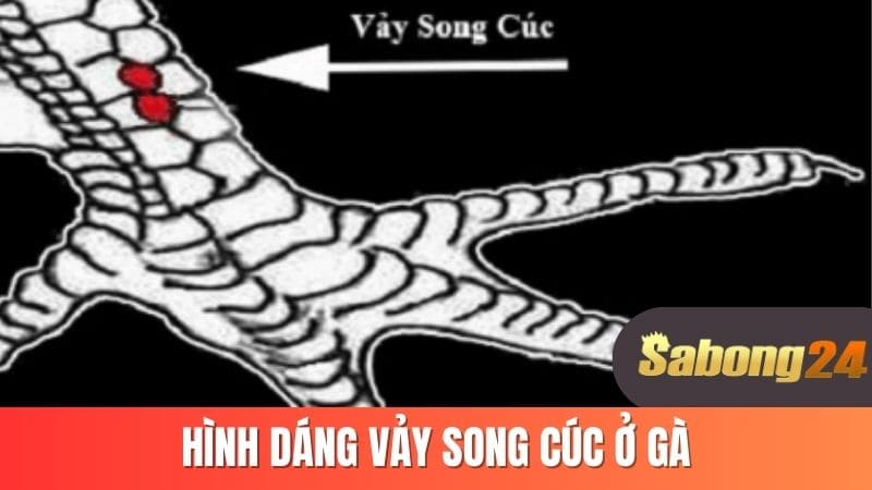 Hình dáng vảy song cúc ở gà Hình dáng vảy song cúc ở gà