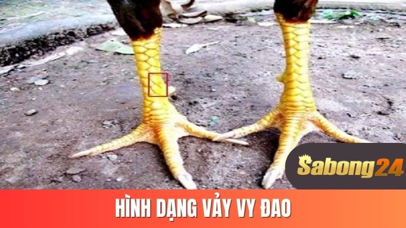 Hình dạng vảy vy đao Hình dạng vảy vy đao