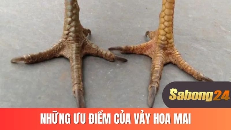 Những ưu điểm của vảy hoa mai