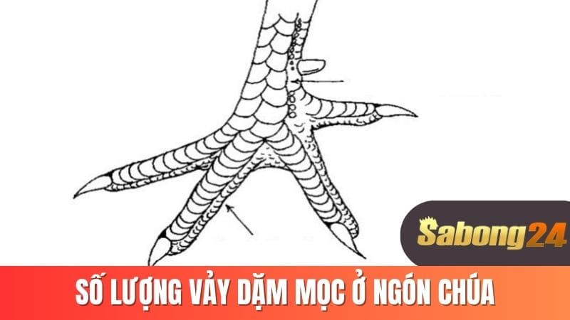 Số lương vảy dặm mọc ở ngón chúa