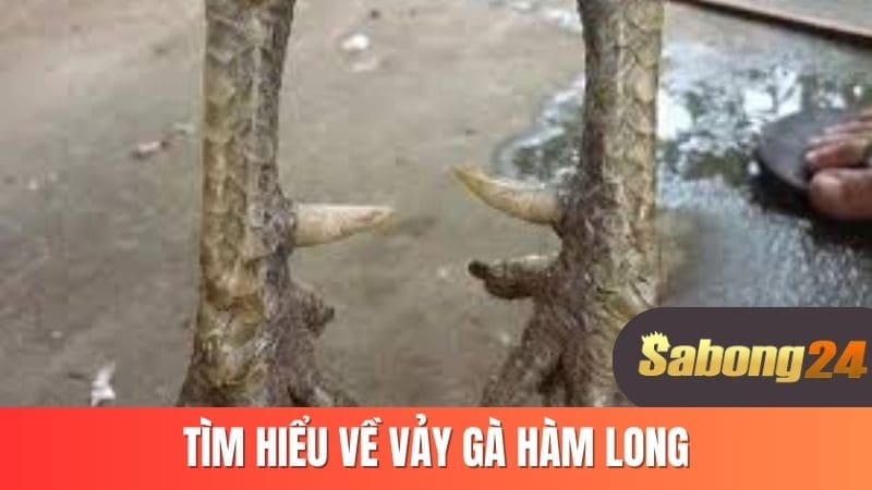 Tìm hiểu về vảy gà hàm long Tìm hiểu về vảy gà hàm long