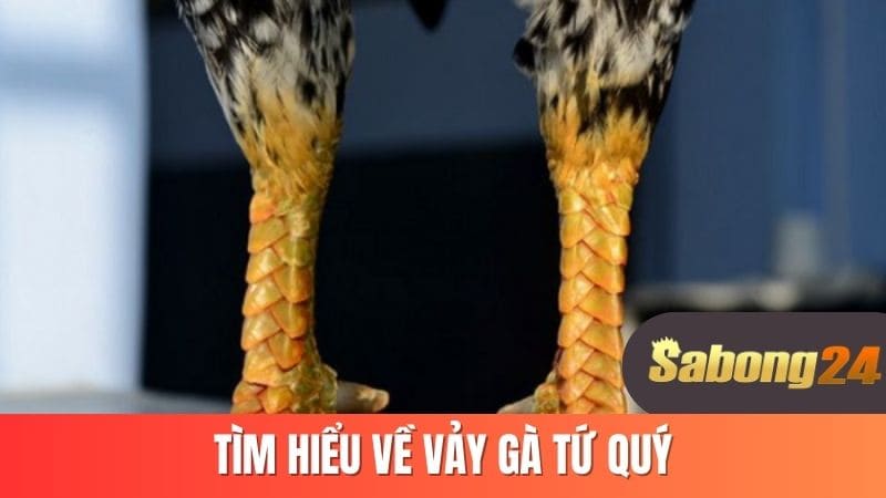 Tìm hiểu về vảy gà tứ quý Tìm hiểu về vảy gà tứ quý