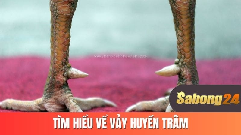 Tìm hiểu về vảy huyền trâm Tìm hiểu về vảy huyền trâm