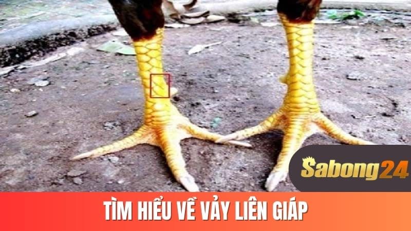 Tìm hiểu về vảy liên giáp