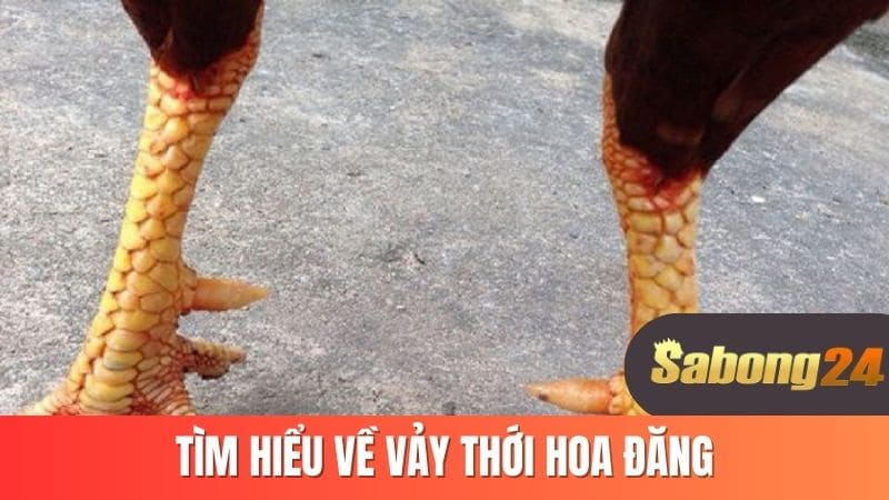 Tìm hiểu về vảy thới hoa đăng 