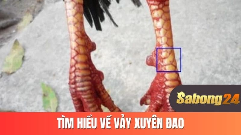 Tìm hiểu về vảy xuyên đao Tìm hiểu về vảy xuyên đao