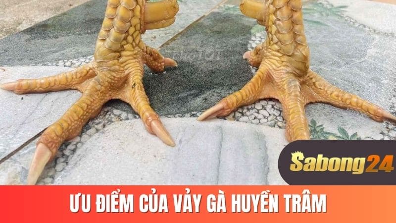 Ưu điểm của gà huyền trâm