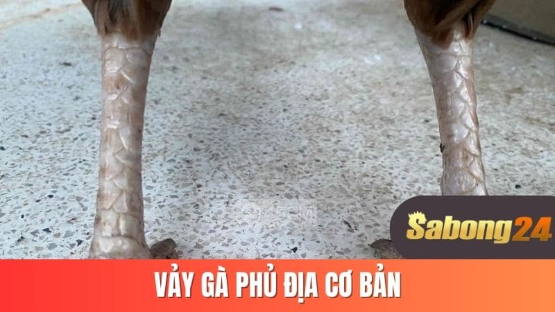 Vảy gà phủ địa cơ bản