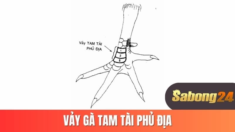 Vảy gà tam tài phủ địa
