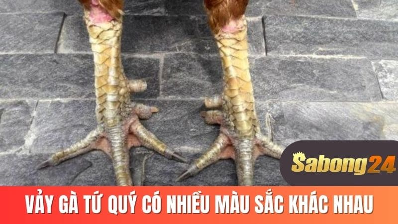 Vảy gà tứ quý có nhiều màu sắc khác nhau
