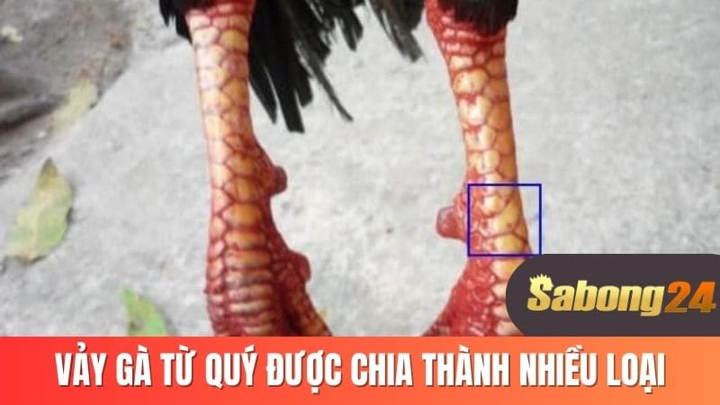 Vảy gà tứ quý được chia thành nhiều loại Vảy gà tứ quý được chia thành nhiều loại