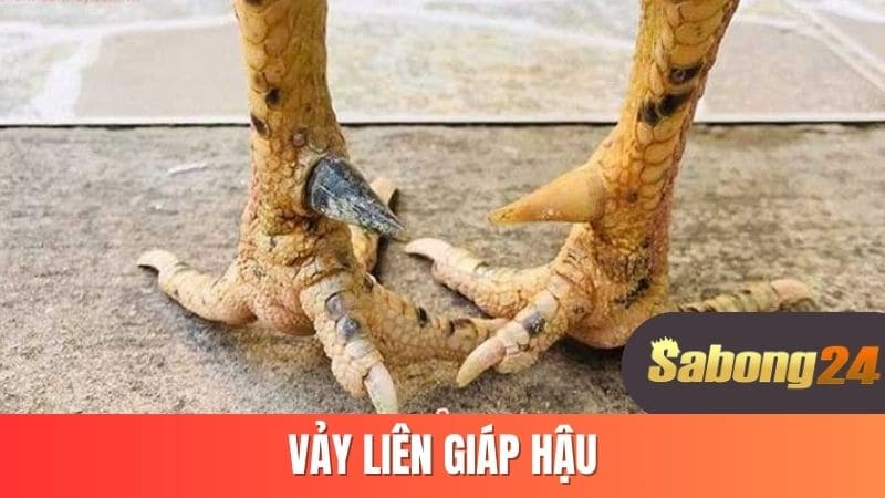 Vảy liên giáp hậu