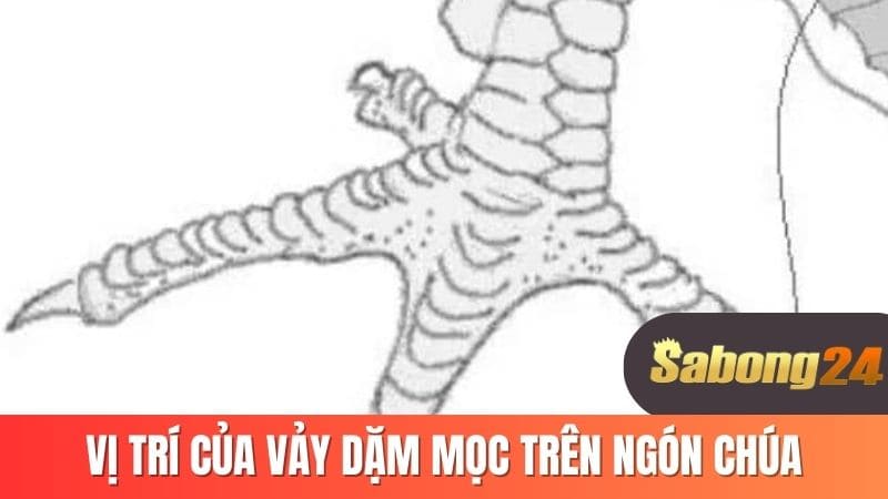 Vị trí của vảy dặm mọc trên ngón chúa