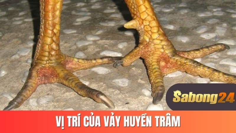 Vị trí của vảy huyền trâm