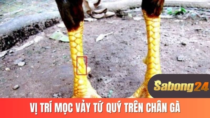 Vị trí mọc vảy tứ quý trên chân gà Vị trí mọc vảy tứ quý trên chân gà