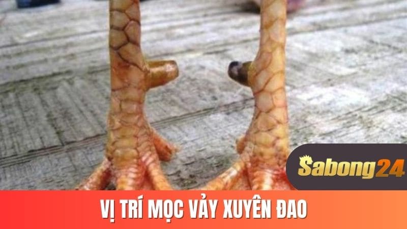 Vị trí mọc vảy xuyên đao Vị trí mọc vảy xuyên đao