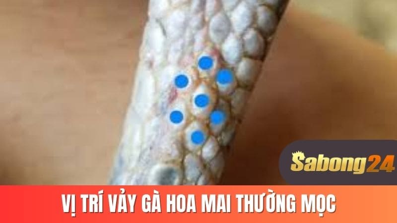 Vị trí vảy gà hoa mai thường mọc