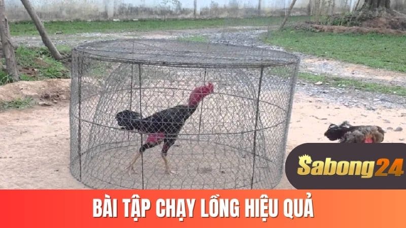 Bài tập chạy lồng hiệu quả