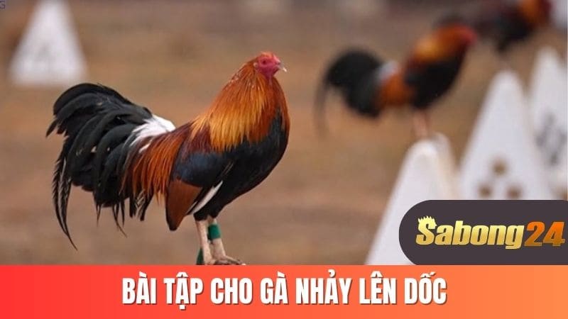 Bài tập cho gà nhảy lên dốc Bài tập cho gà nhảy lên dốc