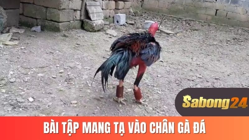 Bài tập mang tạ vào chân gà đá Bài tập mang tạ vào chân gà đá
