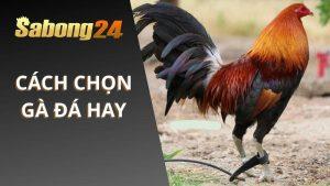 Cách Chọn Dòng Gà Đá Hay