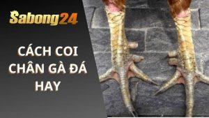 Cách Coi Chân Gà Đá Hay Tại SABONG24