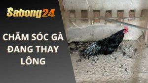 Chăm Sóc Gà Đang Thay Lông