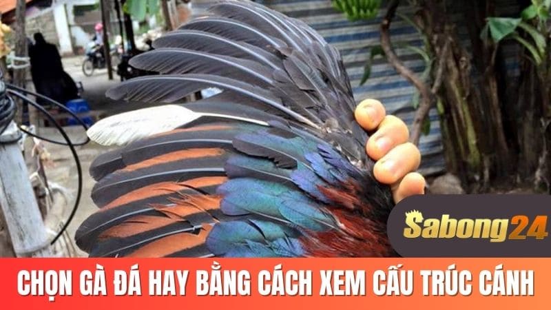 Chọn gà đá hay bằng cách xem cấu trúc cánh
