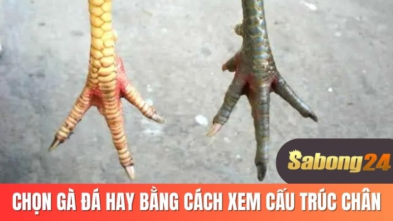 Chọn gà đá hay bằng cách xem cấu trúc chân