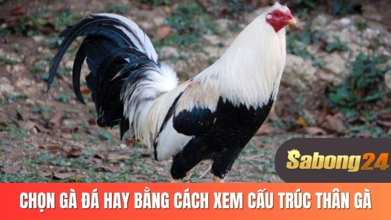 Chọn gà đá hay bằng cách xem cấu trúc  thân gà