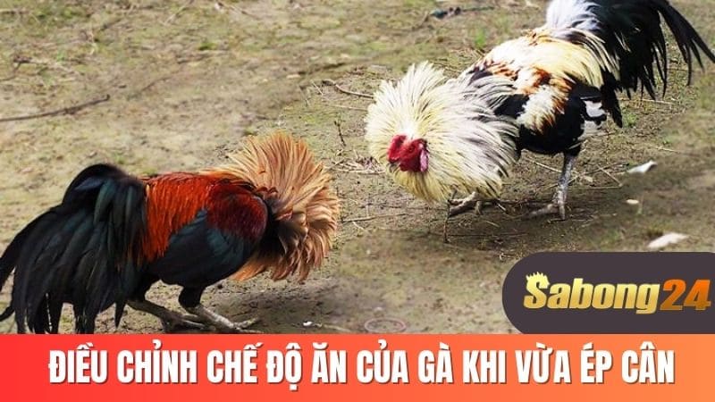 Điều chỉnh chê độ ăn của gà khi vừa ép cân Điều chỉnh chê độ ăn của gà khi vừa ép cân