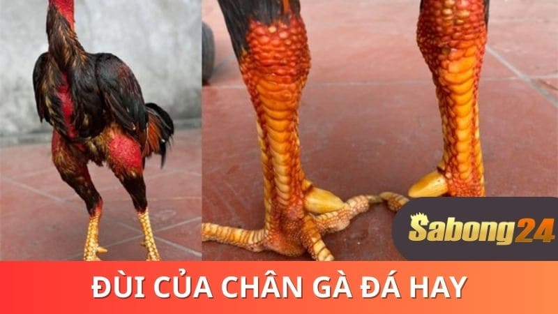 Đùi của chân gà đá hay Đùi của chân gà đá hay