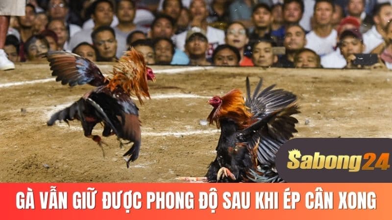 Gà vẫn giữ được phong độ sau khi ép cân xong Gà vẫn giữ được phong độ sau khi ép cân xong