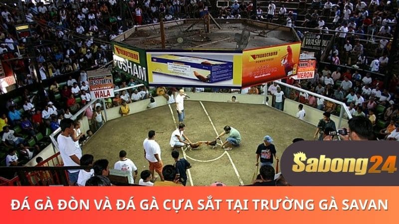 Hai hình thức đá gà đòn và đá gà cựa sắt tại trường gà SAVAN
