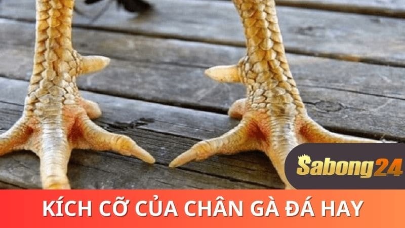 kích cỡ của chân gà đá hay kích cỡ của chân gà đá hay