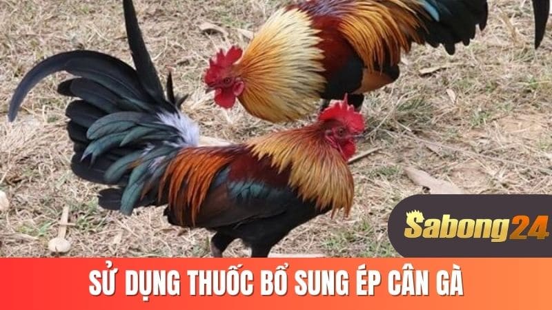 Sử dụng thuốc bổ sung ép cân gà Sử dụng thuốc bổ sung ép cân gà