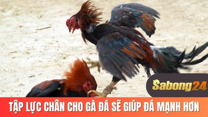 Tập lực chân gà đá sẽ giúp đá mạnh hơn Tập lực chân gà đá sẽ giúp đá mạnh hơn