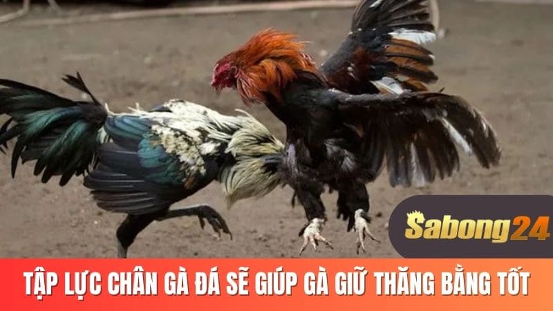 Tập lực chân gà đá sẽ giúp gà giữ thăng bằng tốt