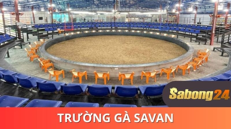 Tìm hiểu chi tiết về trường gà SAVAN