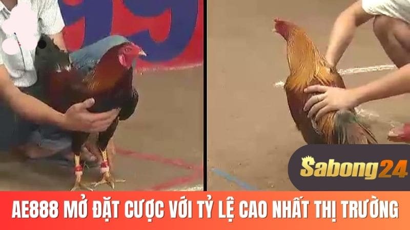 AE888 mở đặt cược với tỷ lệ cao nhất thị trường