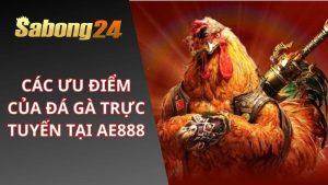 Đặt cược đá gà trực tuyến tại AE888