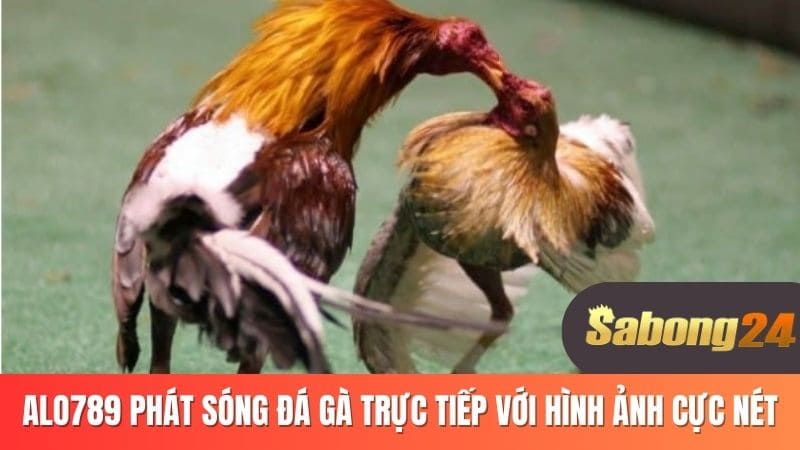 ALO789 phát sóng đá gà trực tiếp với hình ảnh sắc nét