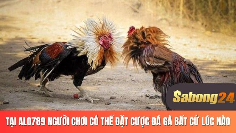 Tại ALO789 người chơi có thể đặt cược đá gà bất cứ lúc nào