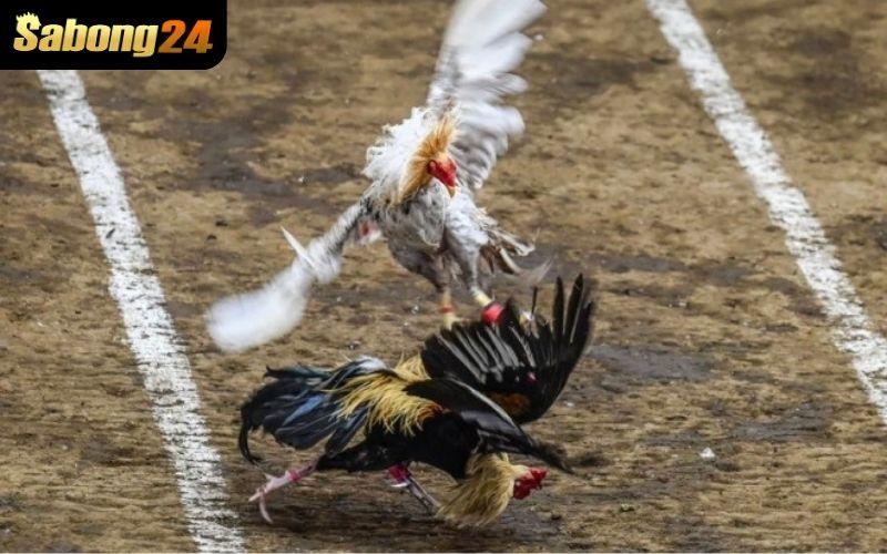 8KBET phát sóng trực tiếp đá gà từ nhiều trường gà danh tiếng