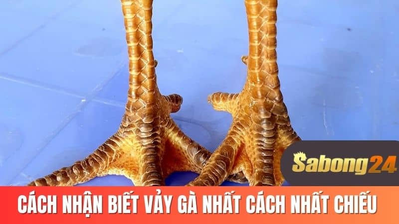 Cách nhận biết vảy gà nhất cách nhất chiếu