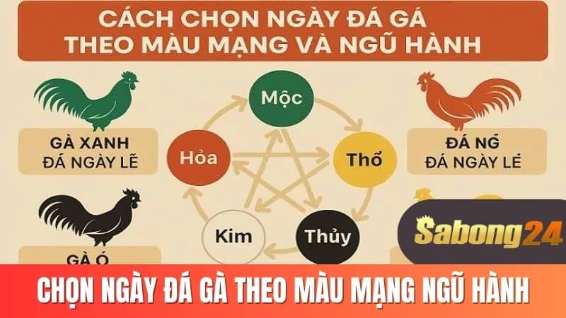 Chọn ngày đá gà theo màu mạng ngũ hành